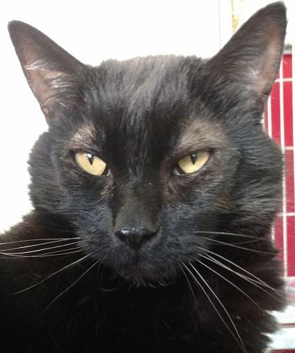 322-16 smudgy 10-19-16